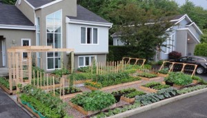 Make Your Own Kitchen Garden