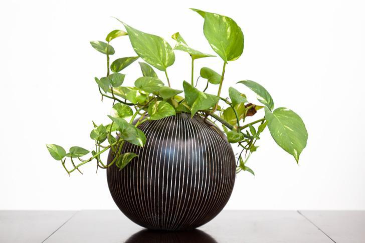 Office Plants Boost Productivity, Try it Out!
